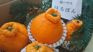 The season for citrus fruit